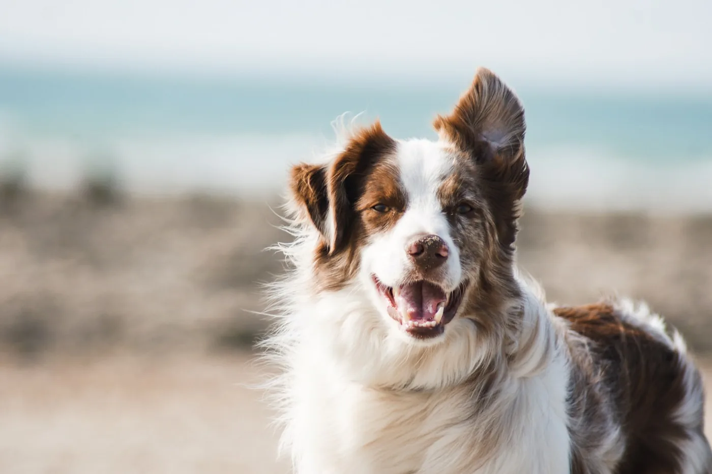 Happy dog running outdoors